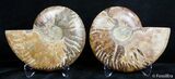 Inch Split Ammonite Pair #2625-2